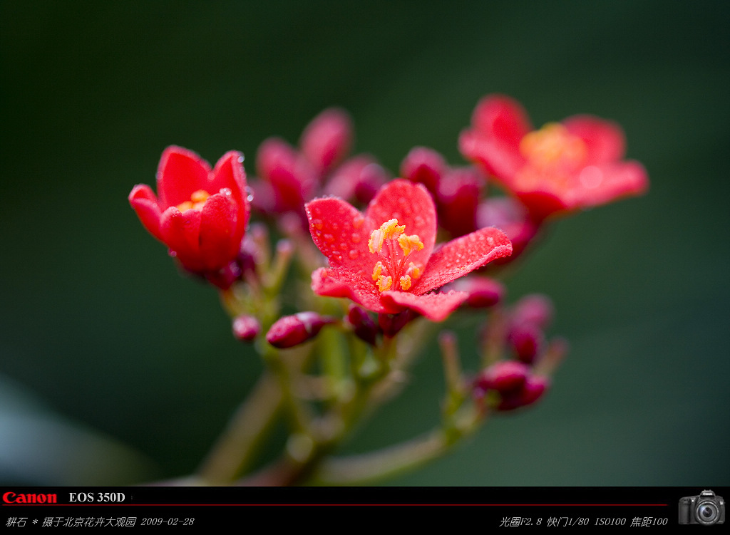 红花日日樱花 摄影 耕石