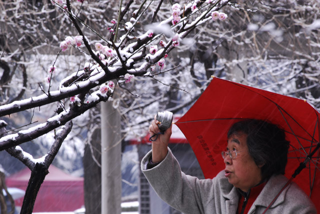 梅花欢喜漫天雪 摄影 山谷的风