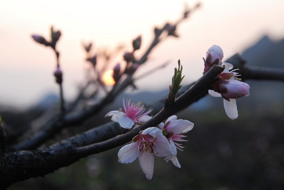 落日下的桃花 摄影 东方无悔