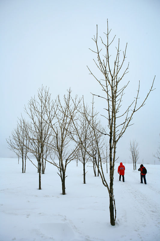 已丑踏雪图 摄影 鹤天