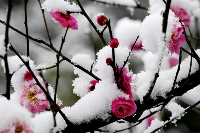 傲雪寒梅 摄影 山谷的风