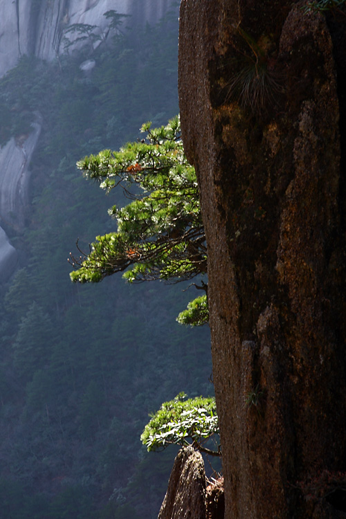 黄山岩松 摄影 老过