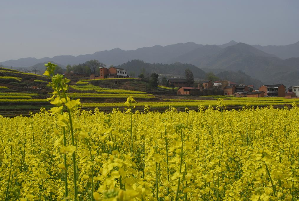 秦岭北麓菜花黄 摄影 过客匆匆