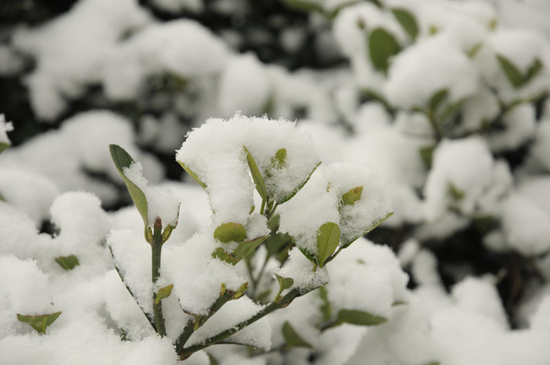 春雪1 摄影 咸阳西北狼