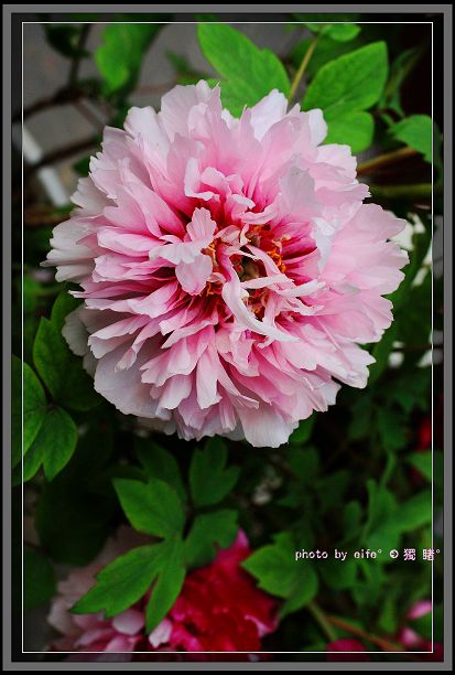 『 我爲尋花而來 §  閱盡大千春世界，牡丹終古是花王。』 摄影 独睹