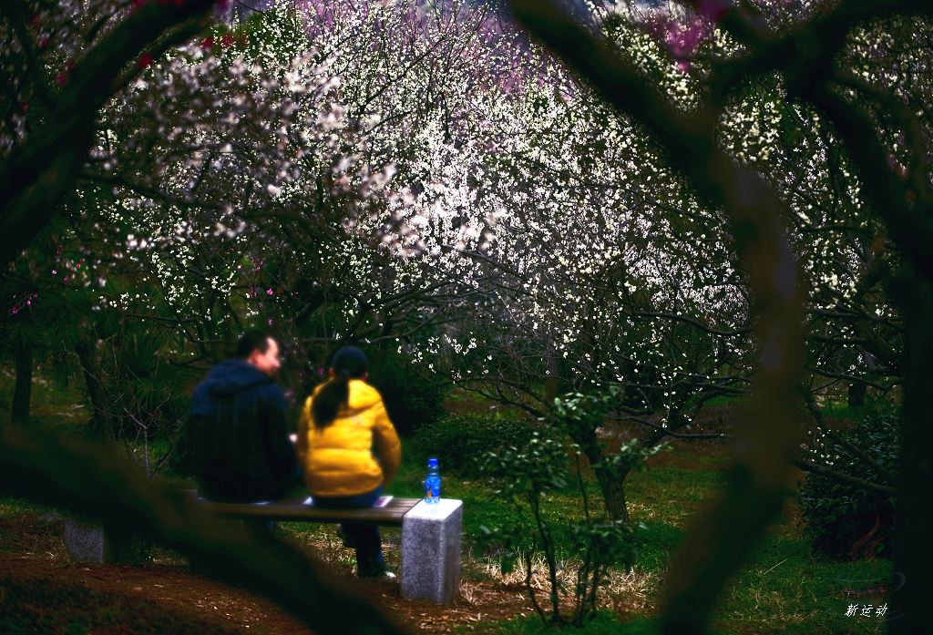 花为梅 摄影 新运动