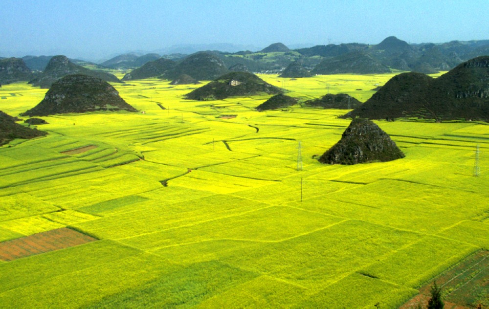 油菜花 摄影 天南星