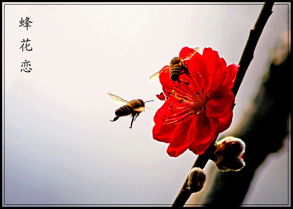 蜂花恋 摄影 原創