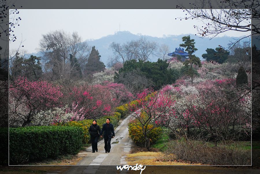 桃花岛 摄影 wondey