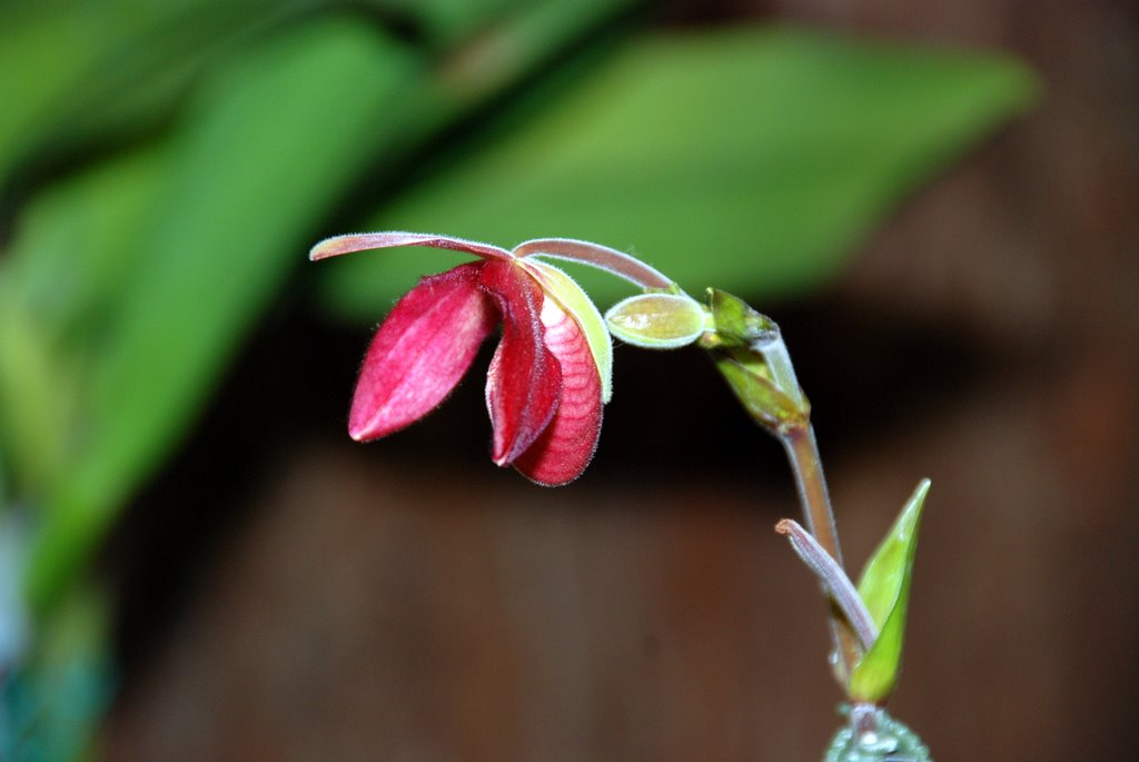 蘭花展 摄影 难得胡涂