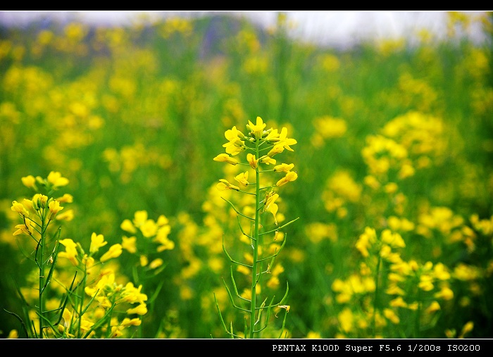 油菜花 摄影 我爱仙人掌