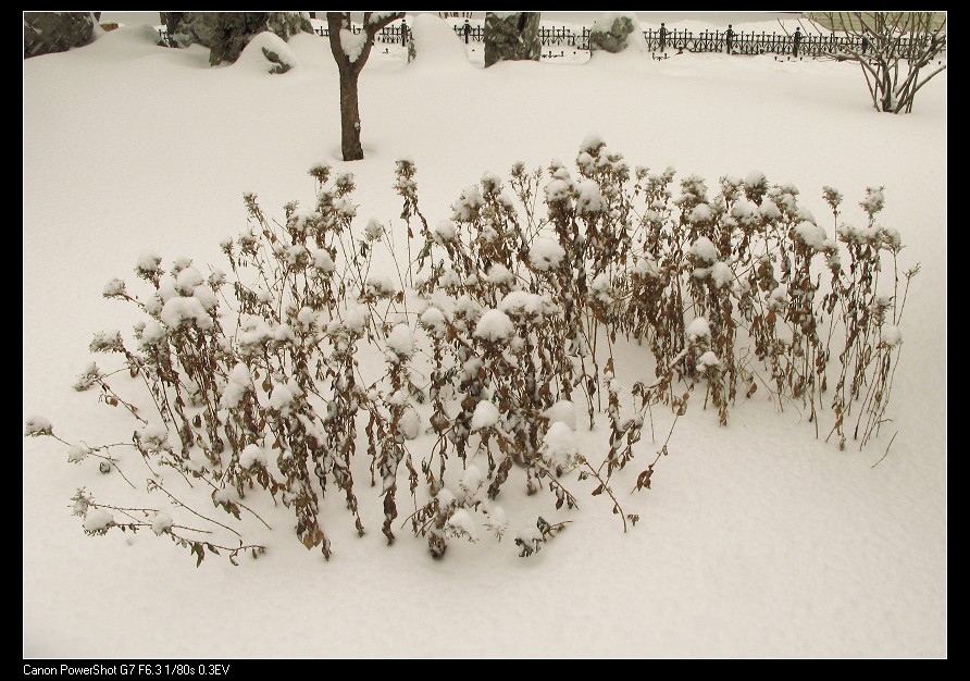 雪之美 摄影 自由战士