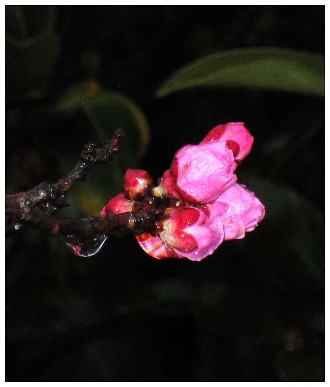 红杏梅 摄影 心雨心雨