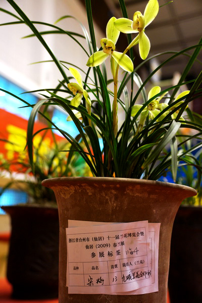 5.春兰------宋梅 摄影 小Q