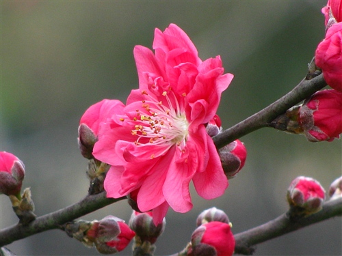 桃花正红 摄影 火花闪烁