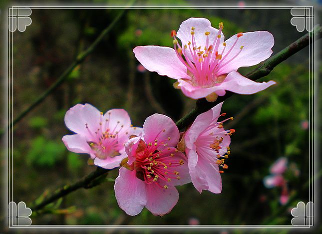 桃花艳 摄影 子莲