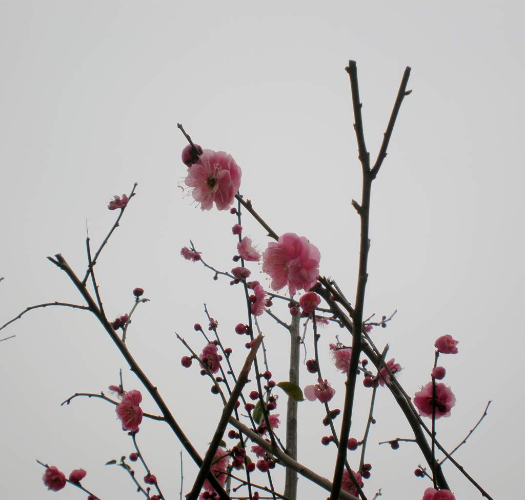 梅花 摄影 玉庵