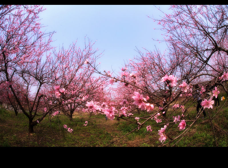 桃花源.记 摄影 月亮之上