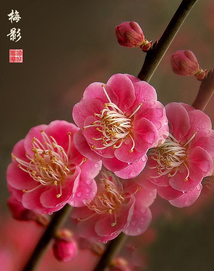 梅花 摄影 港城晨曦