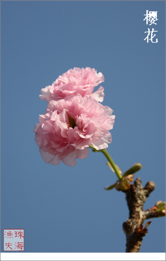 樱花 摄影 珠海渔夫