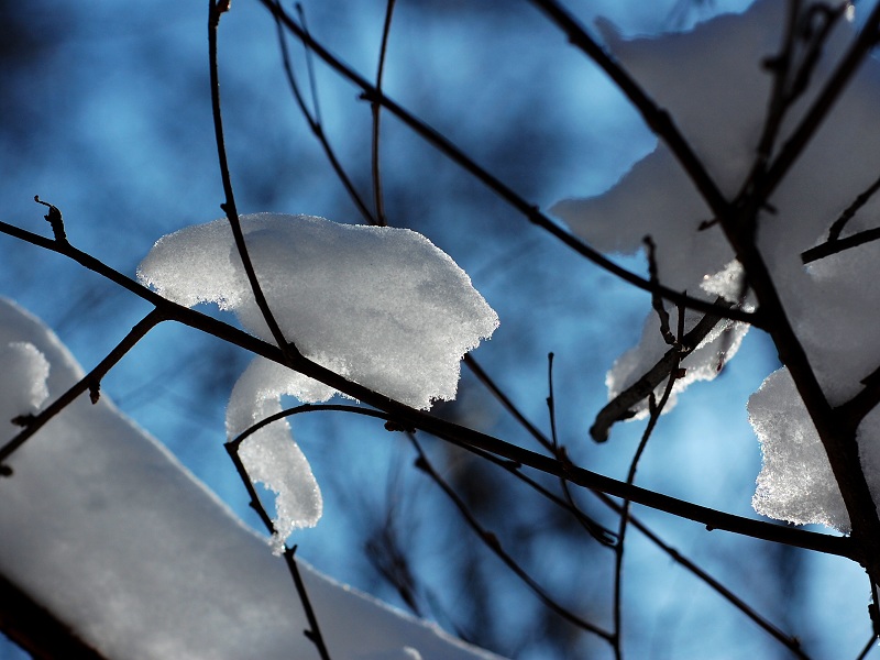 春雪 摄影 一声惊雷