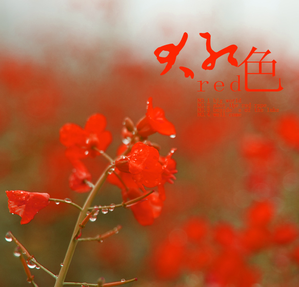 大红油菜花---CD 摄影 dzy108