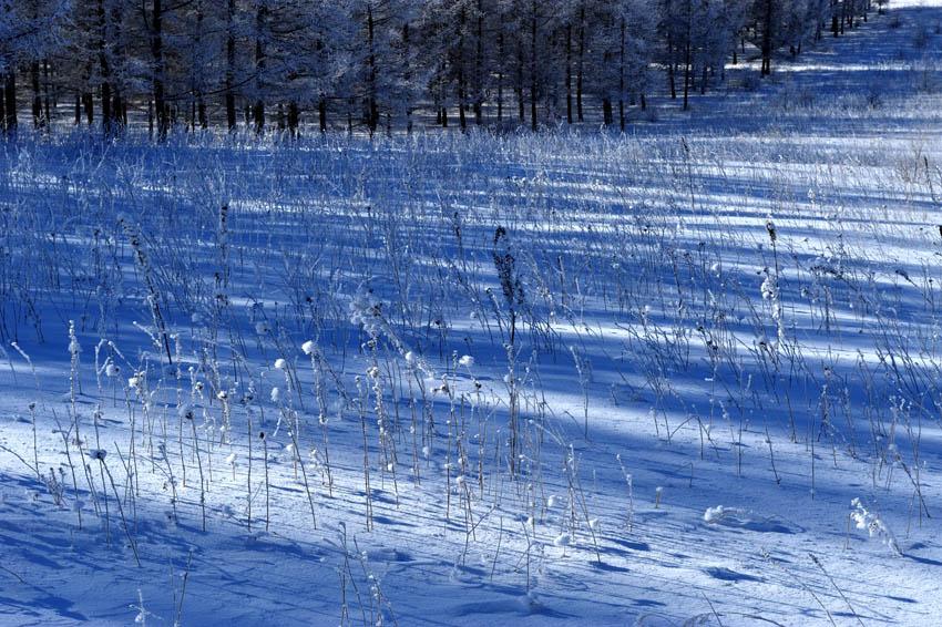 林海雪韵 摄影 拂锺无声