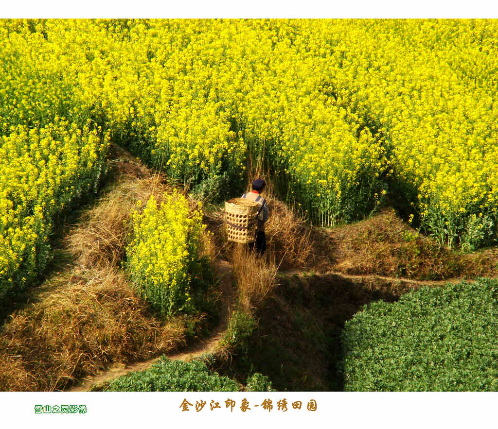 油菜花开 摄影 雪山之灵