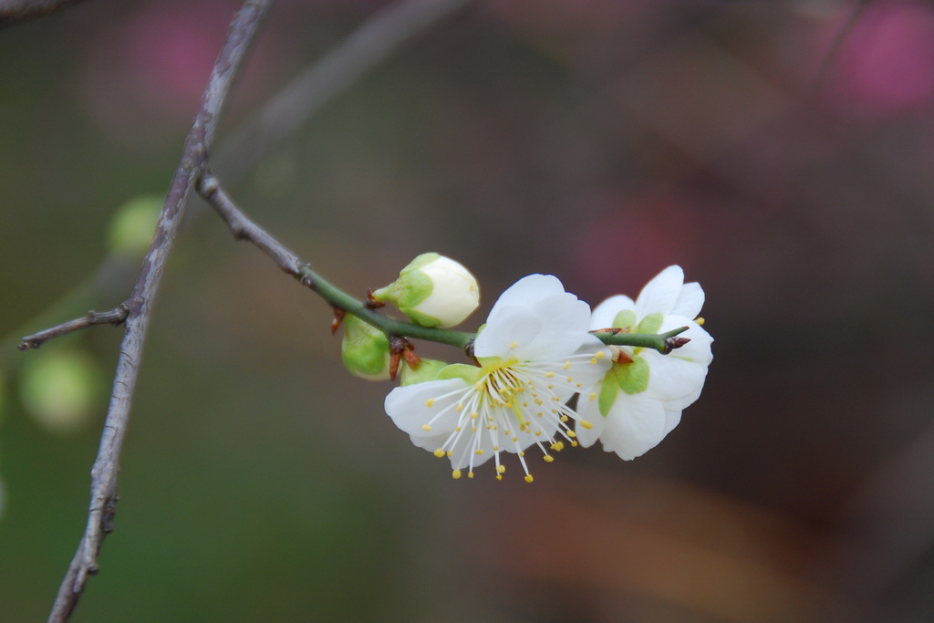 春日里最后的梅花 摄影 nottobe