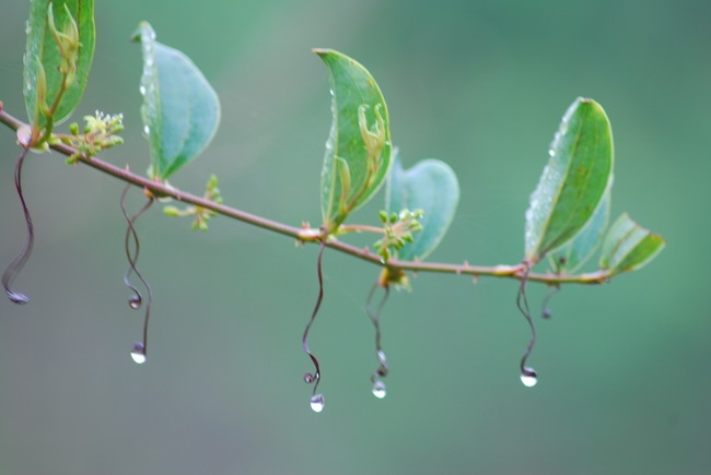 春雨凝成珠 摄影 滨滨