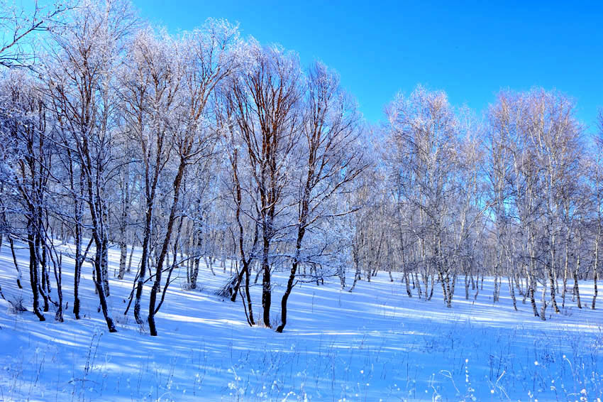 林海雪韵 摄影 拂锺无声