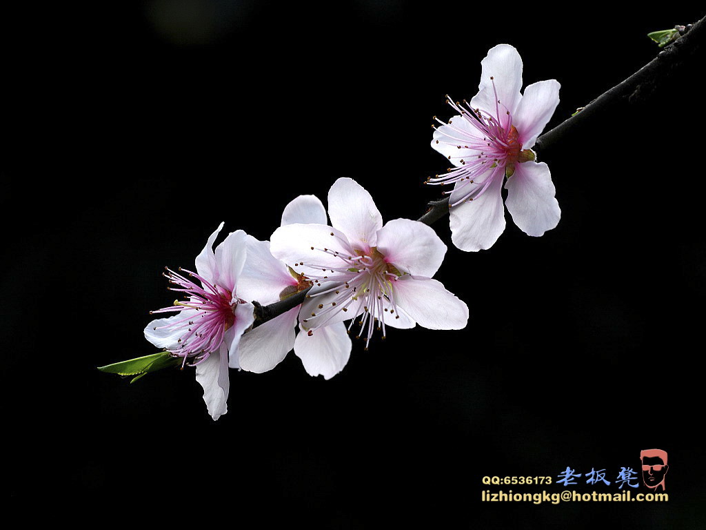 桃花 摄影 老板凳