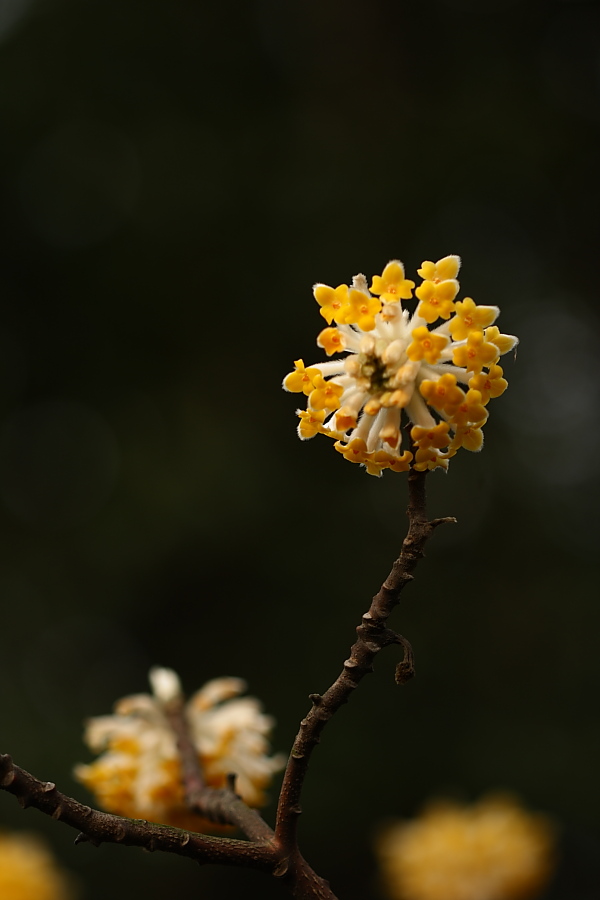 结香花开 摄影 阳光人