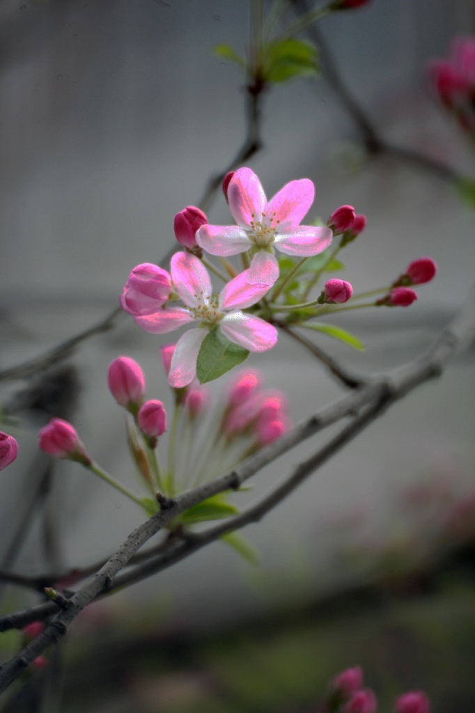 春暖花开 摄影 天地沙欧