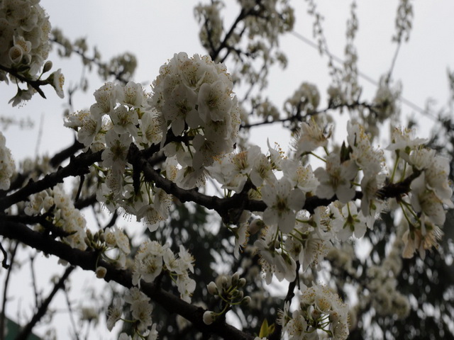 花满枝头 摄影 jianzhon