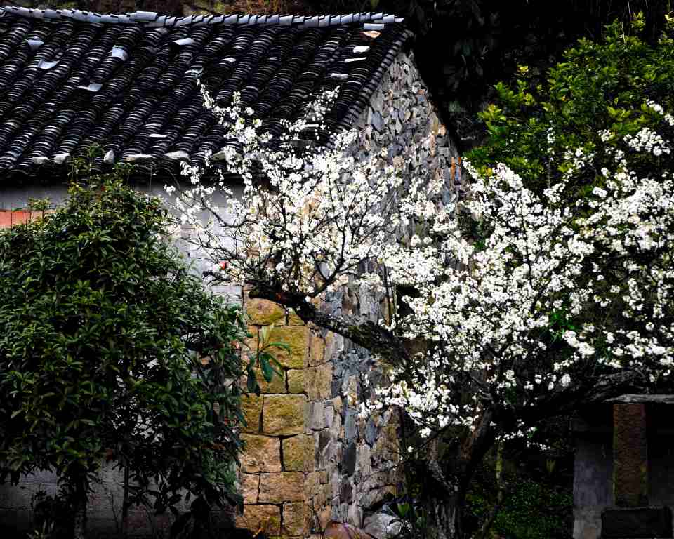 石头屋 莉花满树 摄影 大民行摄