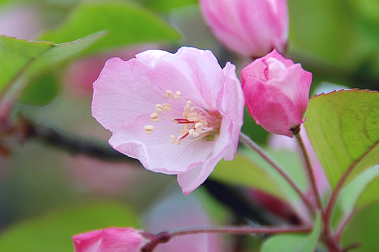 春暖花开 ~~ 6 摄影 往事如烟mm