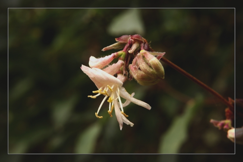 无名小花 摄影 冷香茶