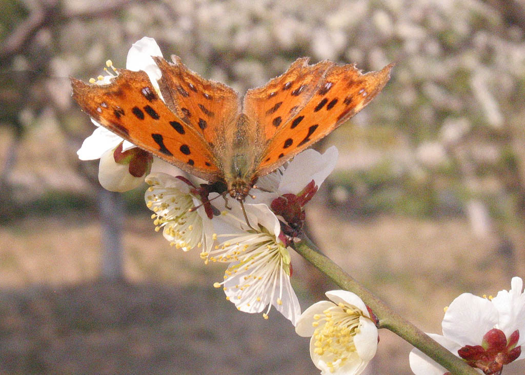 蝶恋花 摄影 shumin