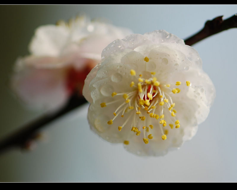 幽香 摄影 东湖人家