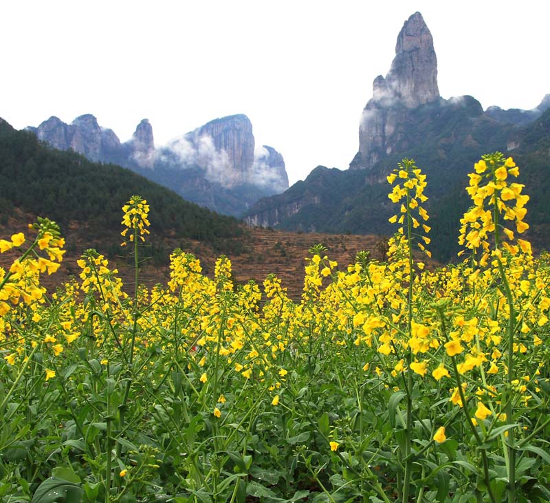 油菜花开 摄影 chau