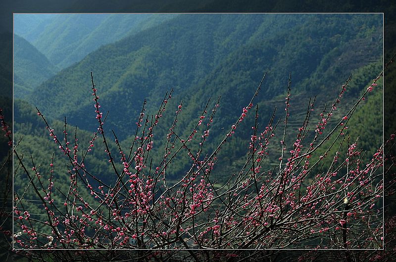 深山红韵 摄影 空中花园.