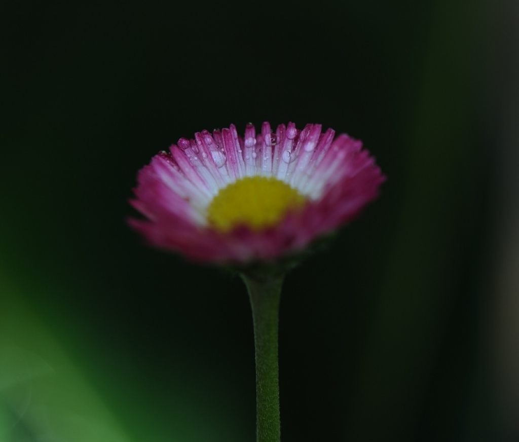 雏菊2 摄影 梓彬