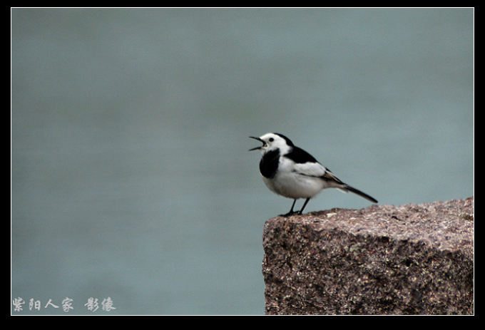 小鸟 摄影 紫阳人家