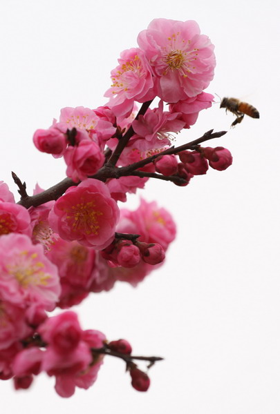 梅花 摄影 洛神