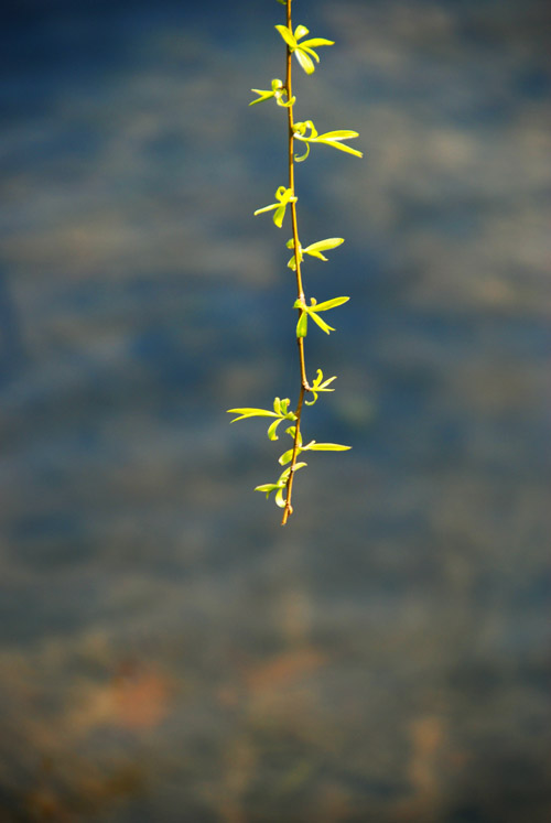 春风柳上归 摄影 花枝俏