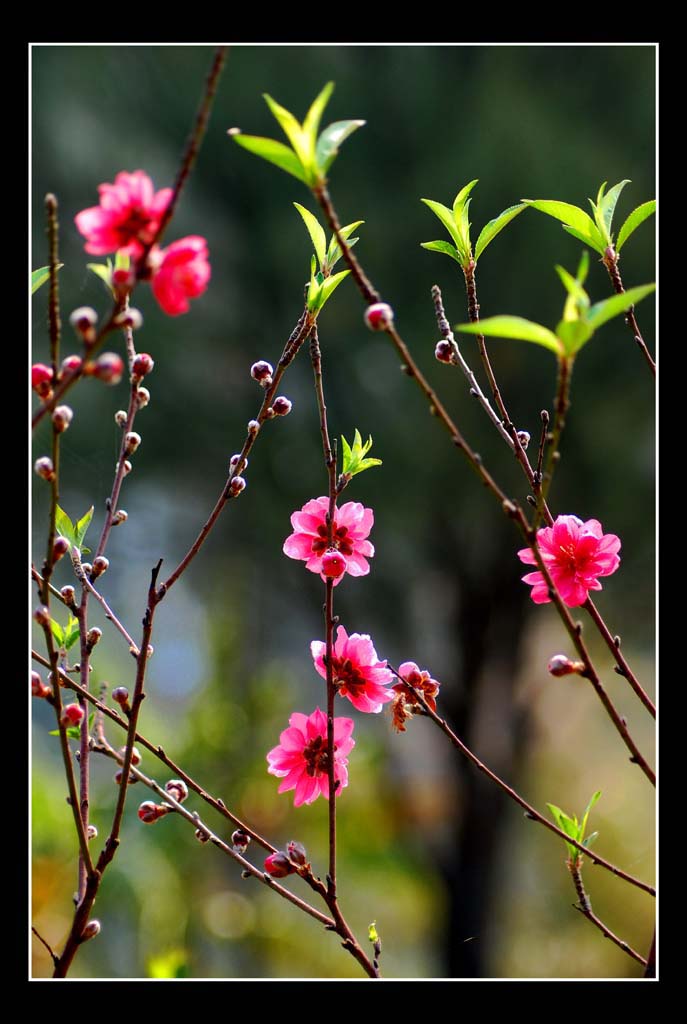 桃花---4 摄影 原創