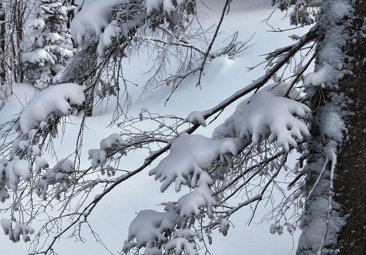 雪景 摄影 我欢喜