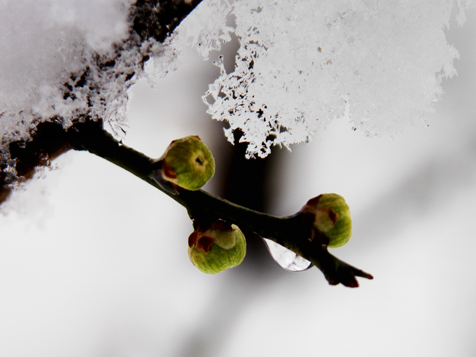 雪中梅 摄影 秋天的人