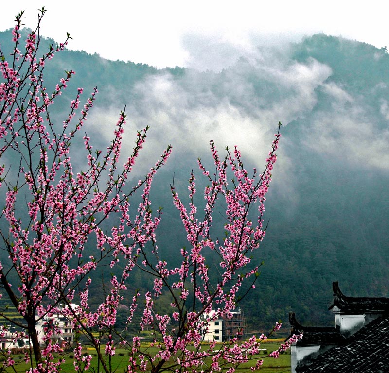 三月桃花映山村 摄影 铭生